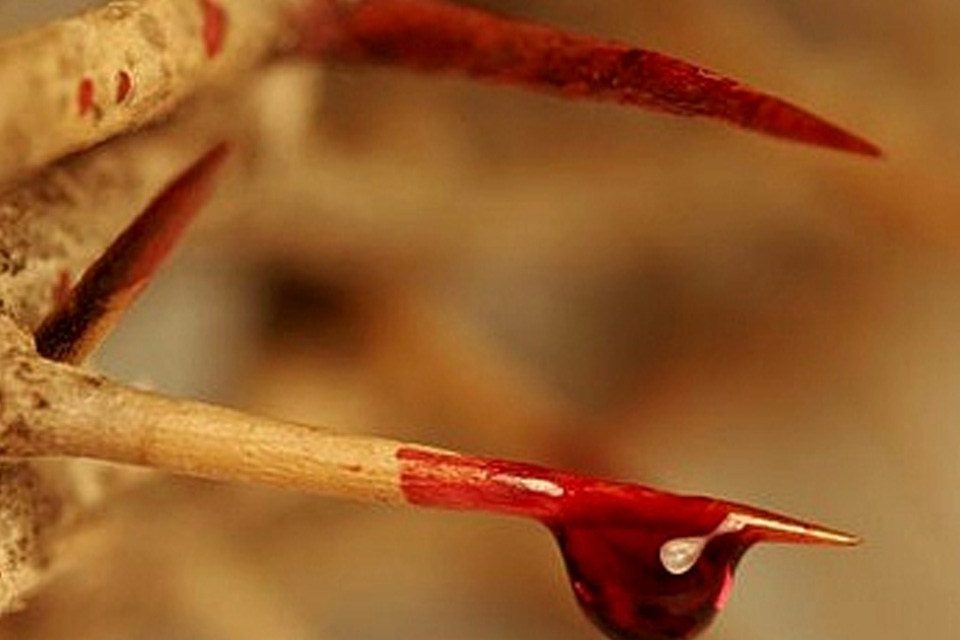 consagracao-ao-preciosissimo-sangue-de-jesus-1-1280×640