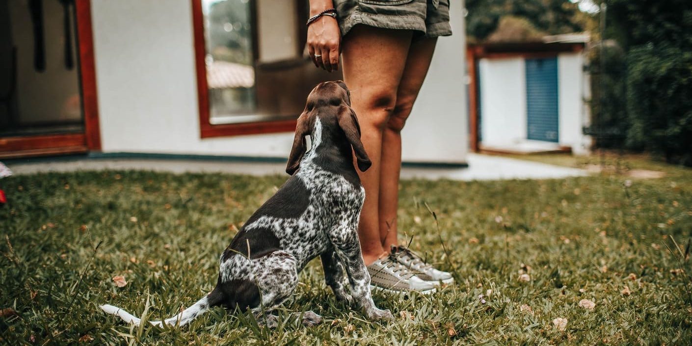 caes Cachorro ao lado de mulher
