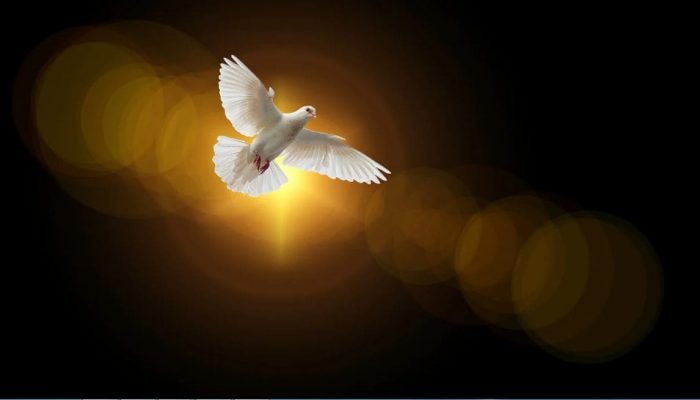 Pomba do Espírito Santo