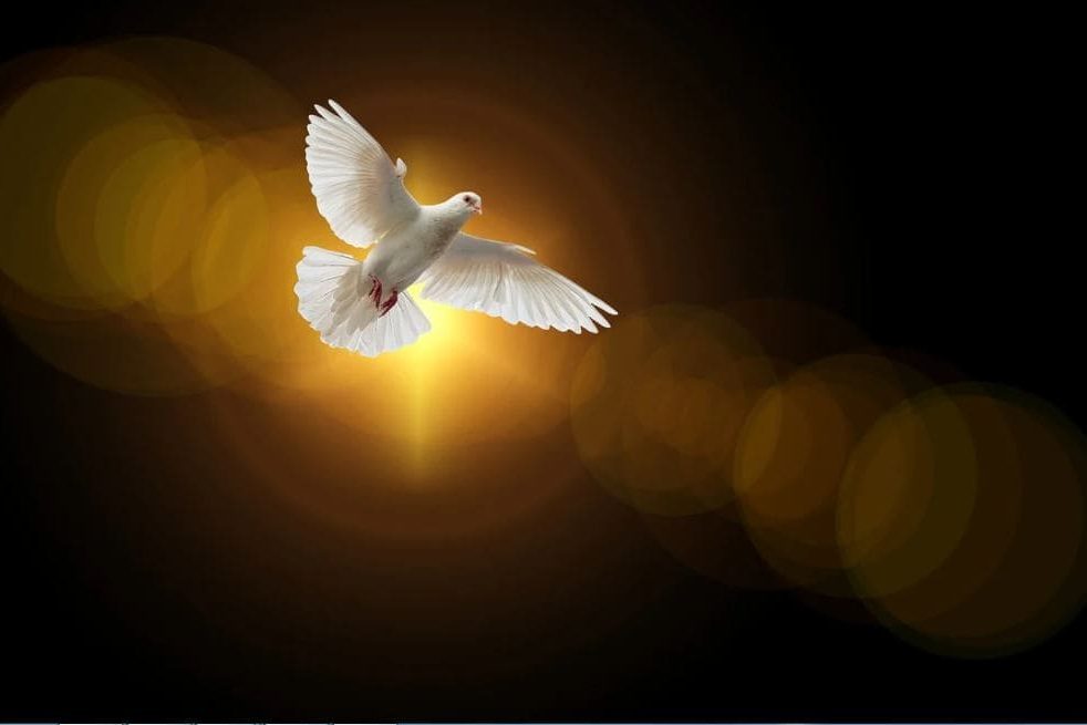 espirito-santo Pomba do Espírito Santo