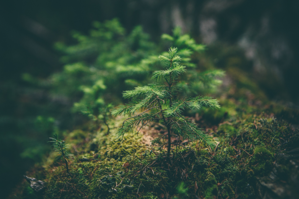 criacao-natureza-Matthew-Smith-na-Unsplash-1536×864