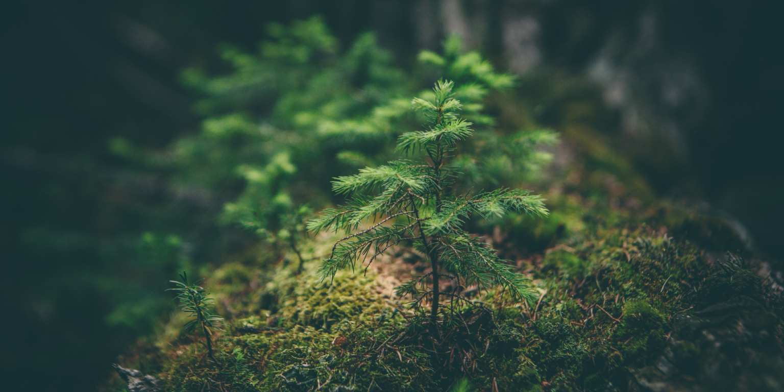 criacao-natureza-Matthew-Smith-na-Unsplash-1536×864