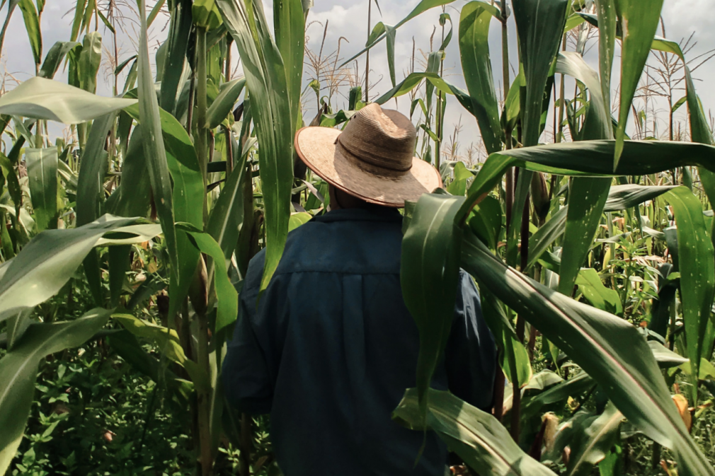 homem-agricultor-plantacao-milho-agronomo-_-foto-erik-via-unsplash-1536×864