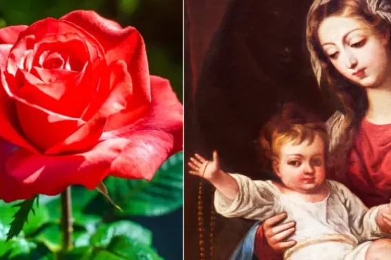 la-rosa-que-no-se-marchita-110324