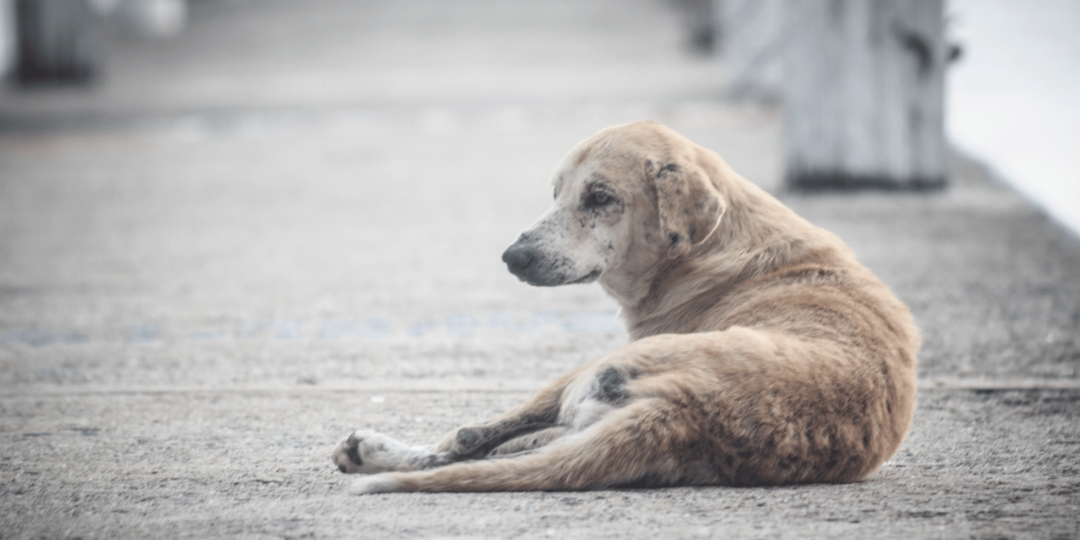 cachorro-de-rua_abandono_canva-1536×864
