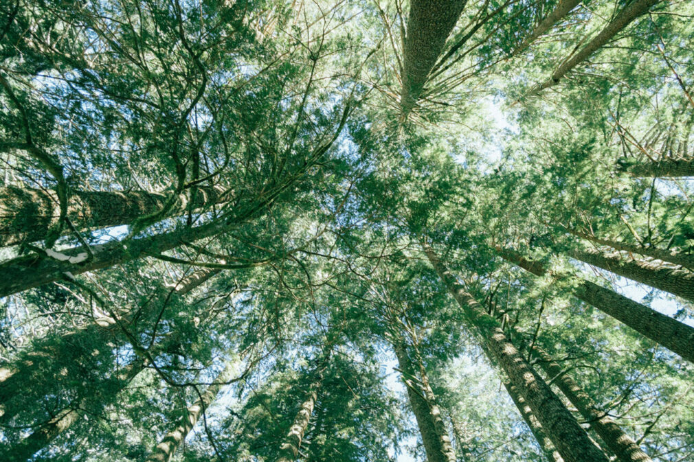 ecologia_integral_unsplash-1536×864