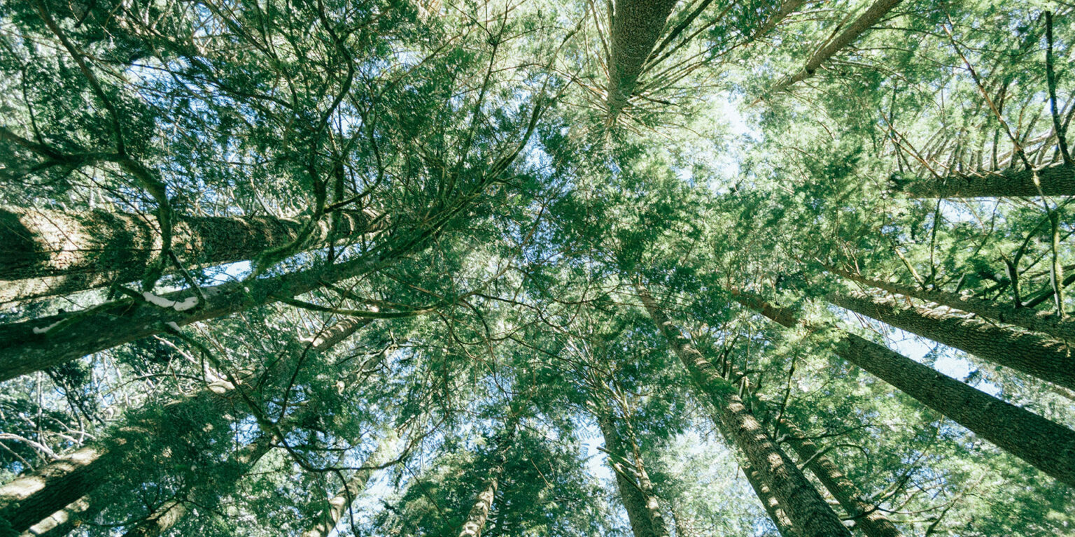 ecologia_integral_unsplash-1536×864