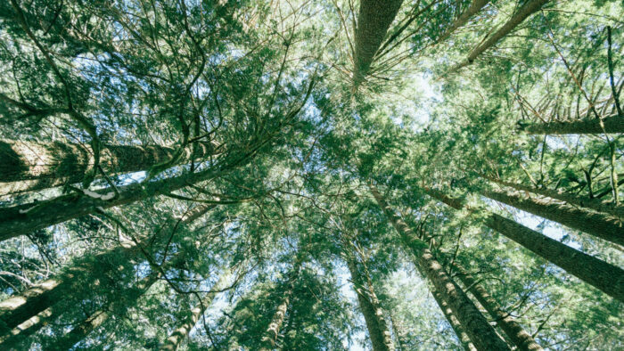 ecologia_integral_unsplash-1536×864